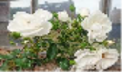 Foto: privat